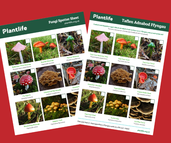 Fungi spotter sheets
