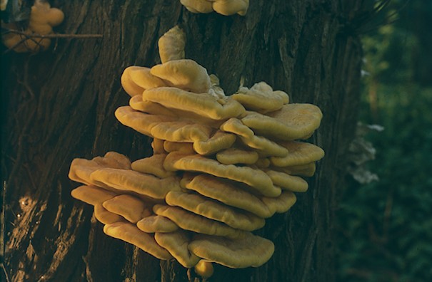 Chicken of the Woods