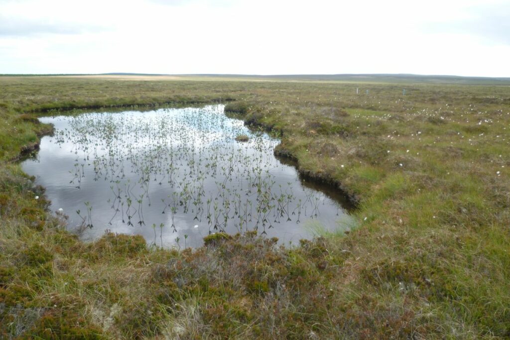 Photograph showing a pond in the Munsary Peatlands Nature Reserve. The reflection of the cloudy sky can be seen in the water. The water is flat and can be seen through the grasses.