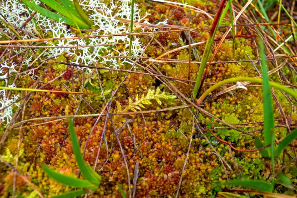 A close up of the different types of mosses found on peatlands, taken by Richard Lindsay