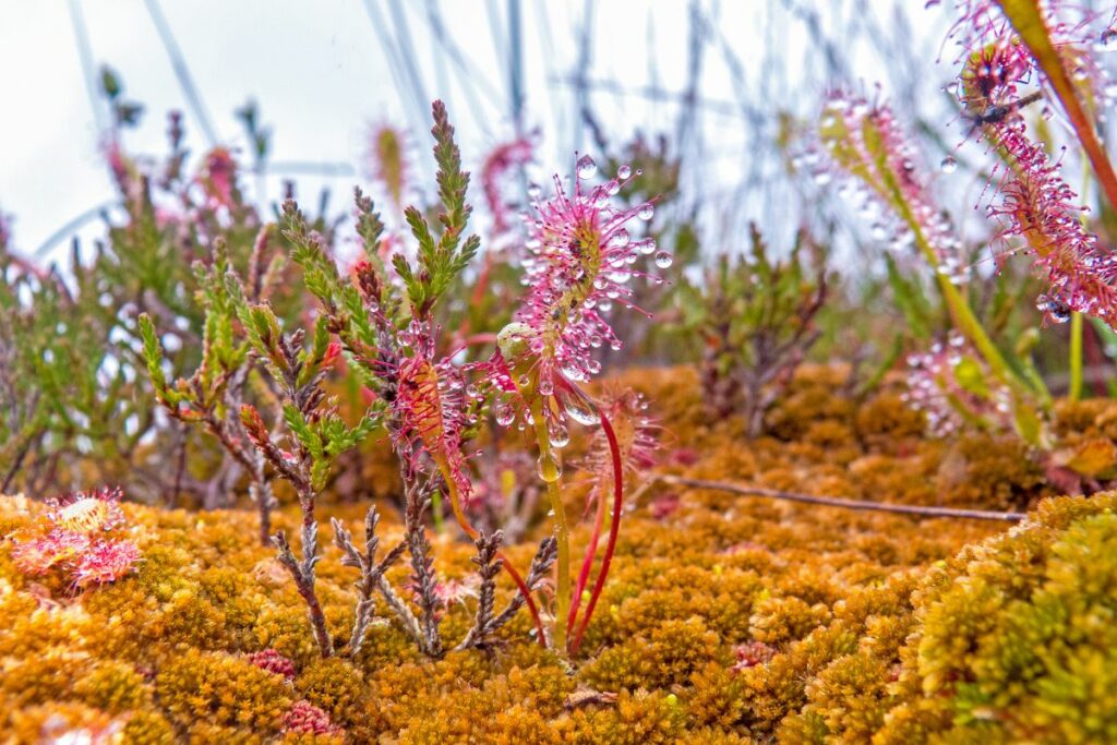 Photograph showing a tiny Sundew plant growing in the peatland. The plants are pink with dew drops on them and poke through the moss on the ground.