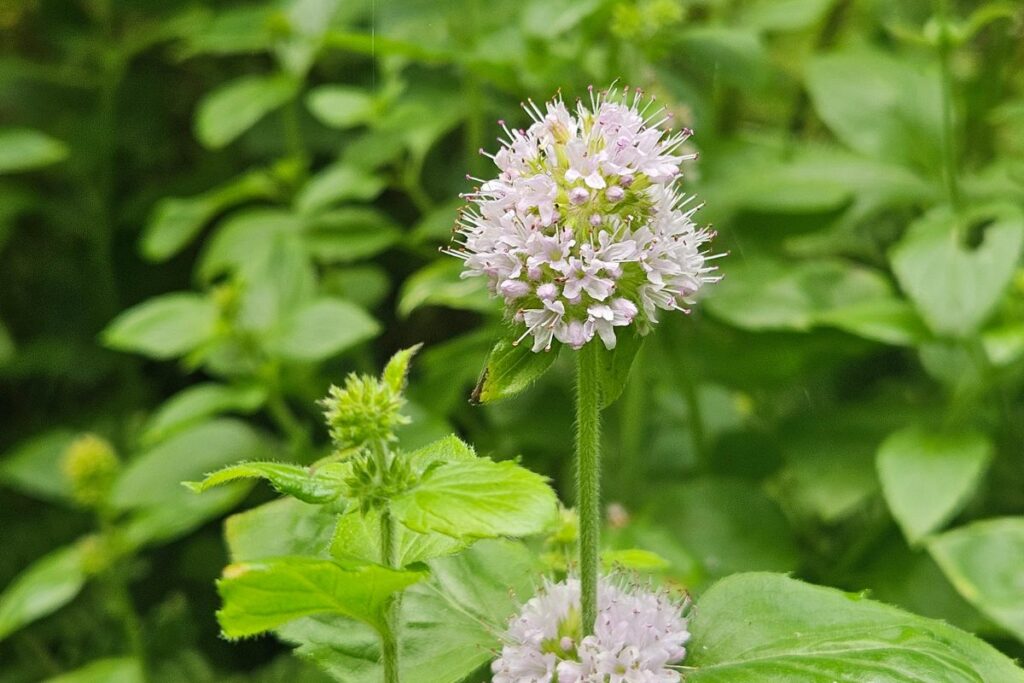 A collection of Water Mint growing by a woodland stream, pretty purple flowers stand out against the green leaves