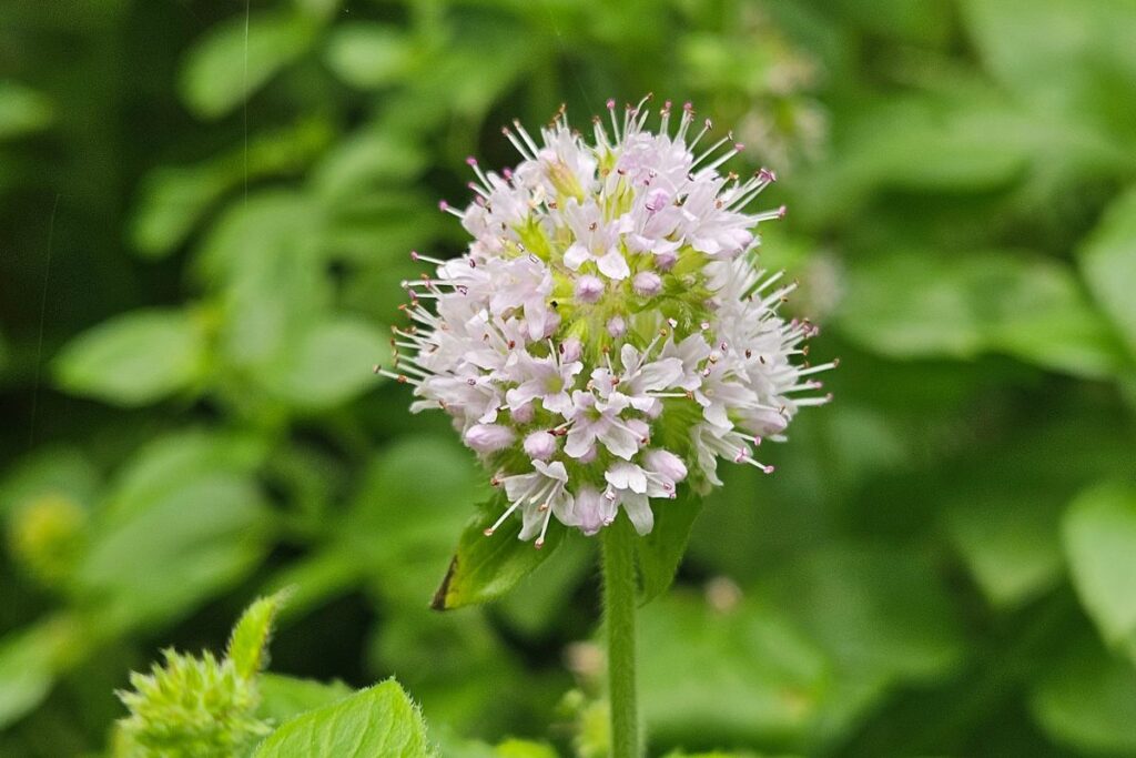 A collection of Water Mint growing by a woodland stream, pretty purple flowers stand out against the green leaves