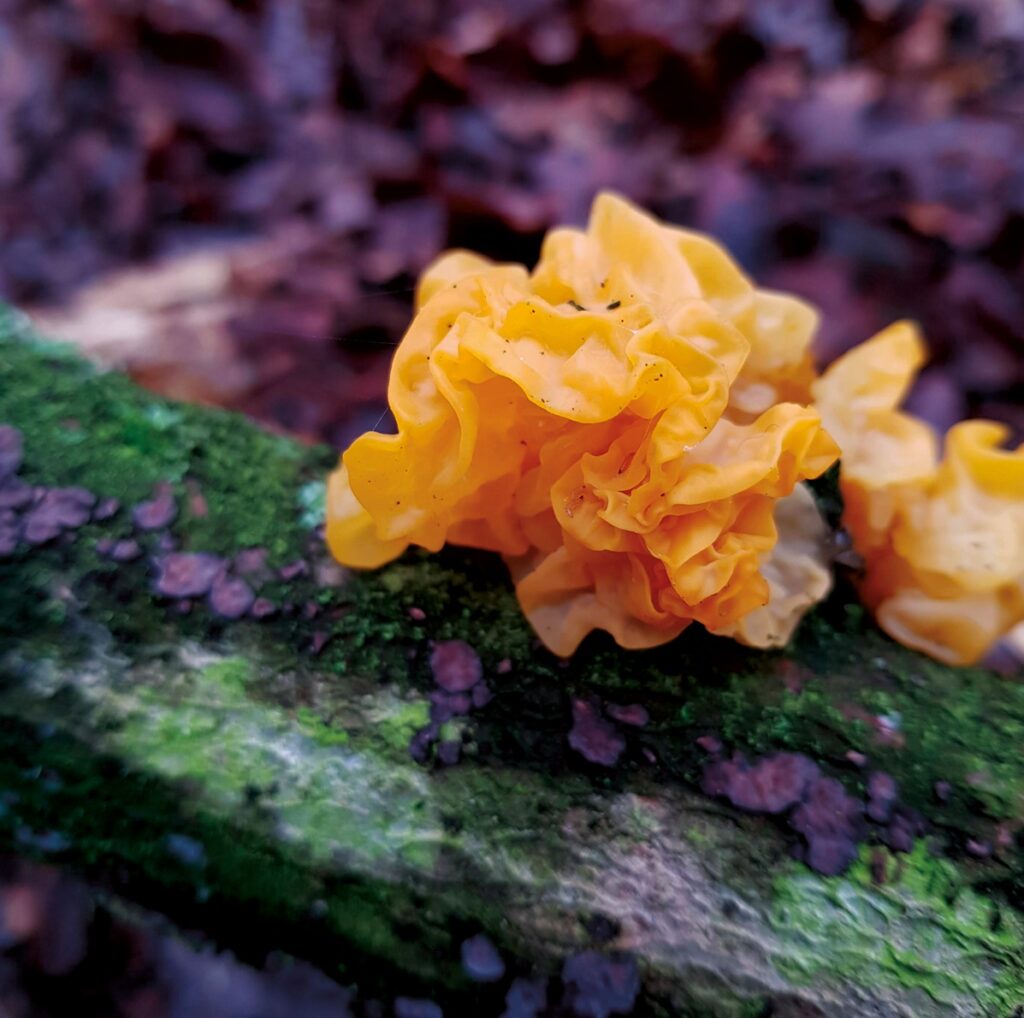 Photo showing a Yellow Brain fungus on a piece of dead wood on the forest floor. The bright yellow of the fungus stands out against the dark wood and leaf covered floor.