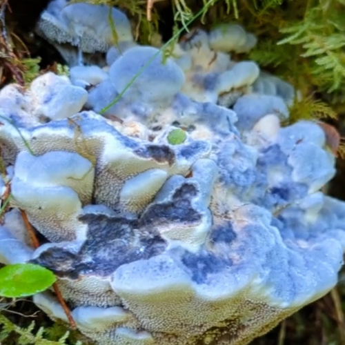 Blue Tooth Fungus
