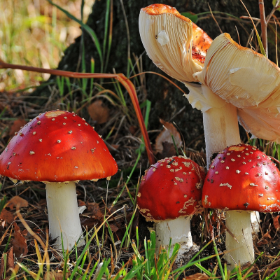 Fly Agaric