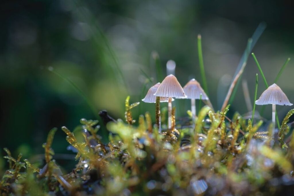 Photograph shows tiny little fungi standing in moss
