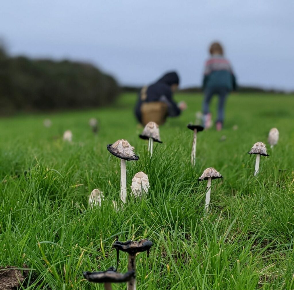 Shaggy Inkcaps