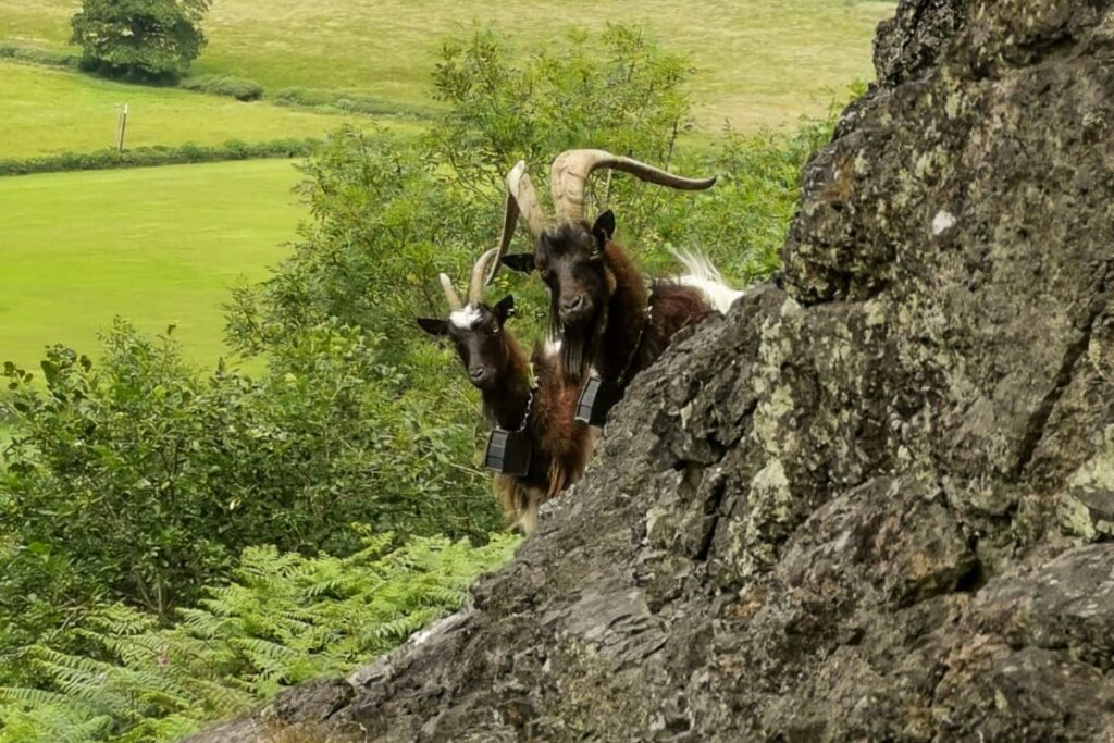 Two goats peer around the side of a rock face, there are fields and trees in the background