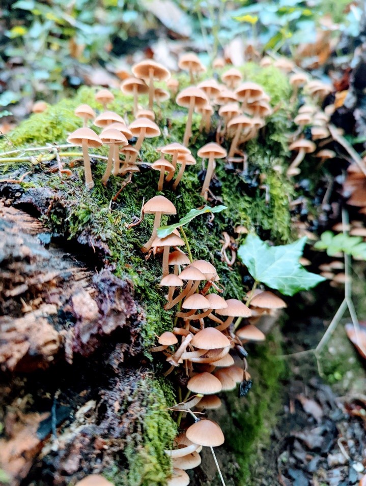 Dead wood sits on a forest floor, covered by lots of tiny mushrooms