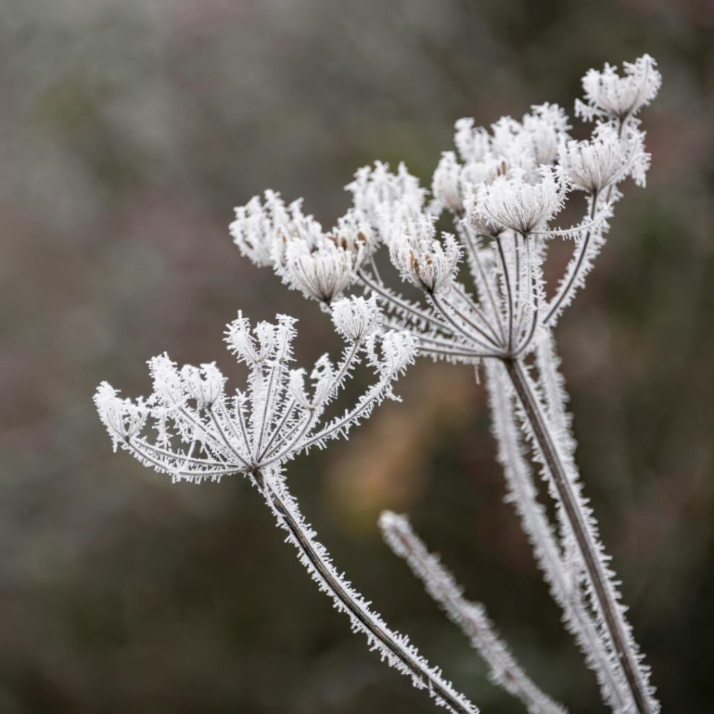 A plant is frozen in winter, you can see the ice crystals covering the stem and flowers