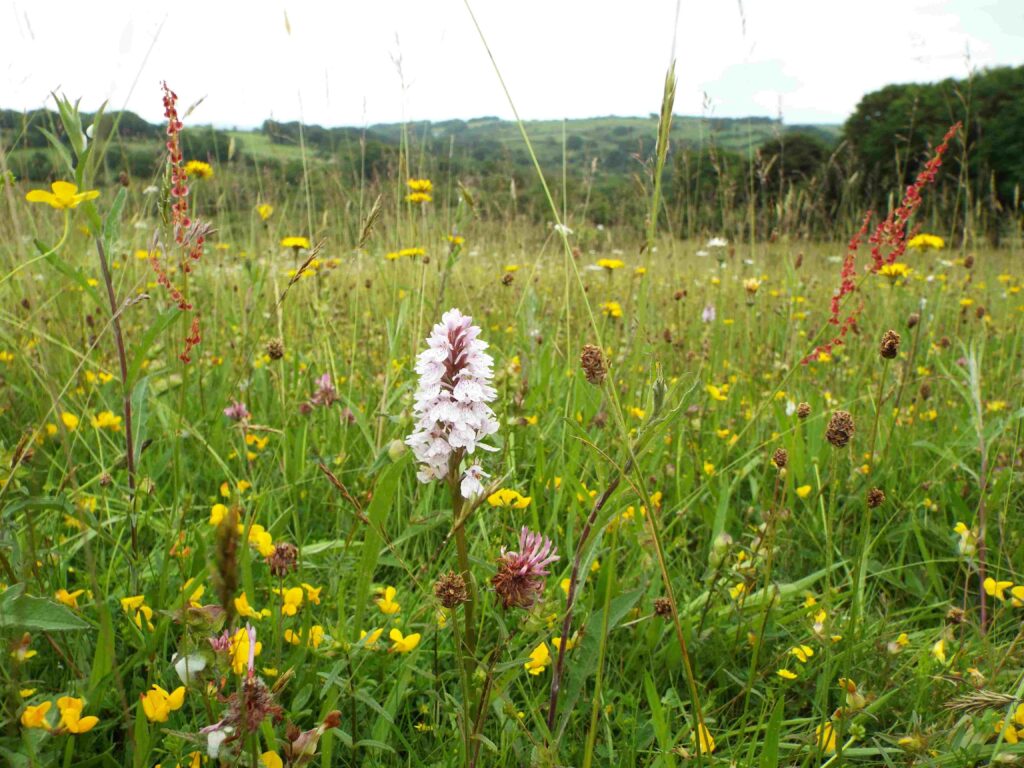 Orchid in wildflower meadow
