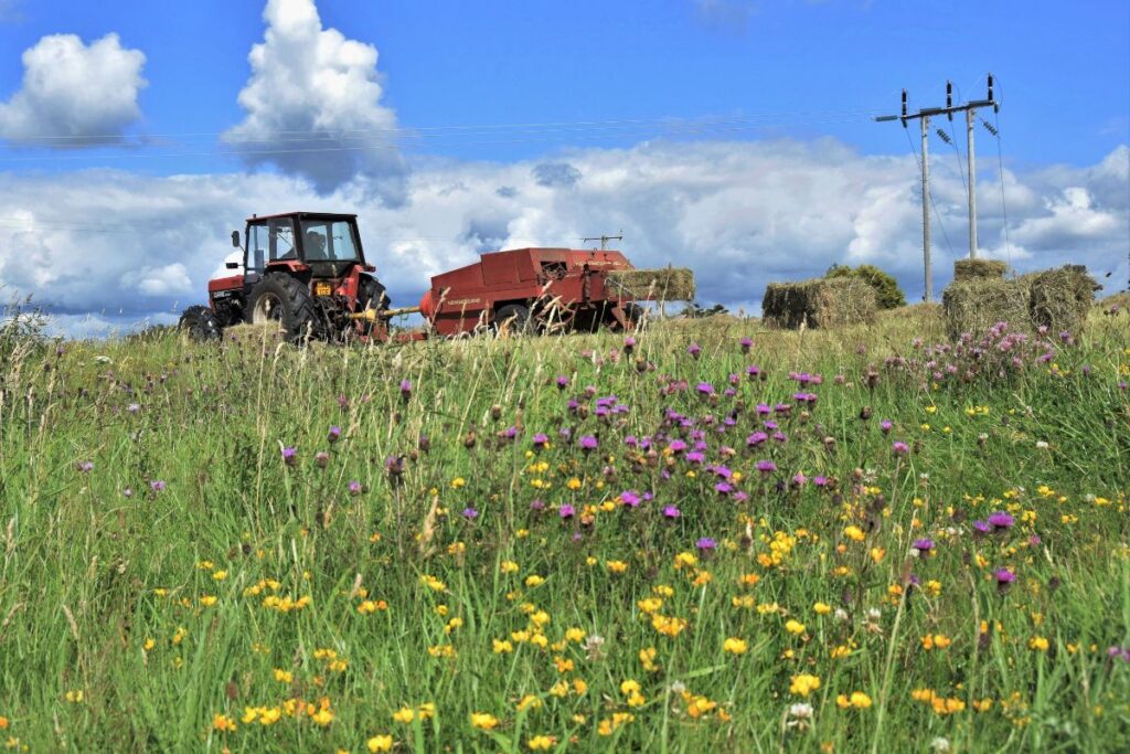 A tractor can be seen in the background of a beautiful wildflower meadow. Purple and yellow flowers can be seen in the foreground. The sky is blue with a few fluffy distant clouds.