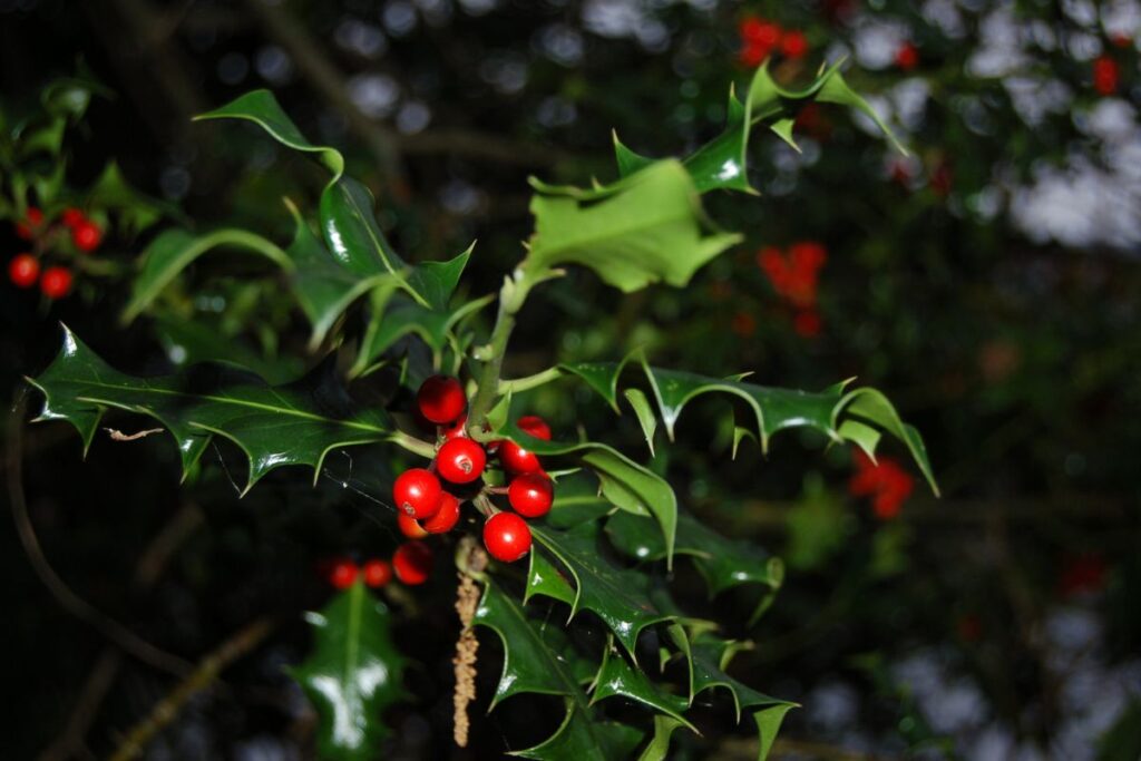 Fruiting Holly with dark, shiny, sharp leaves and bright red berries in clusters