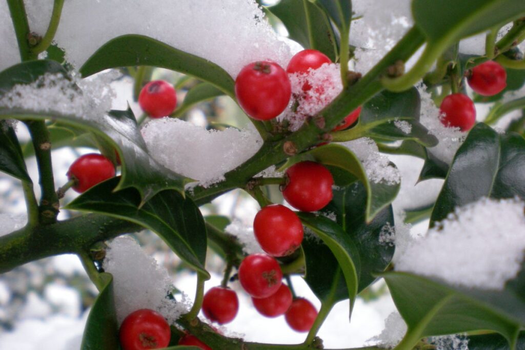 A Holly tree with dark shiny leaves and clusters of red berries, covered in snow in the winter cold