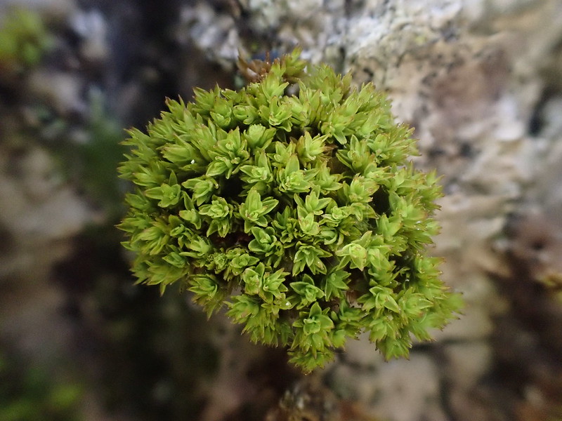 Close up image of the beautiful bright green Aspen Bristle-moss growing out of grey coloured tree bark
