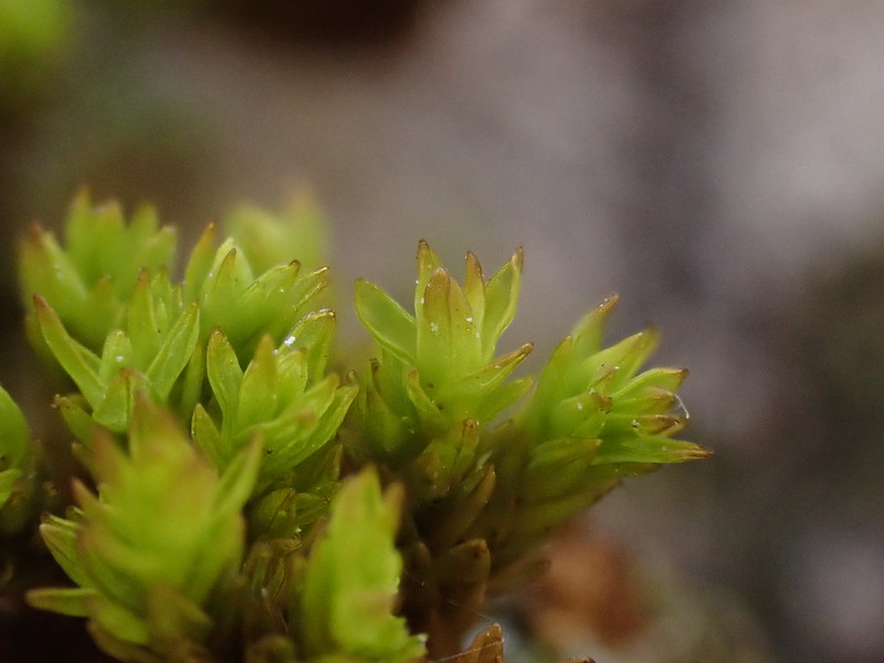 Close up of the detailed Aspen Bristle-moss growing on Aspen tree bark