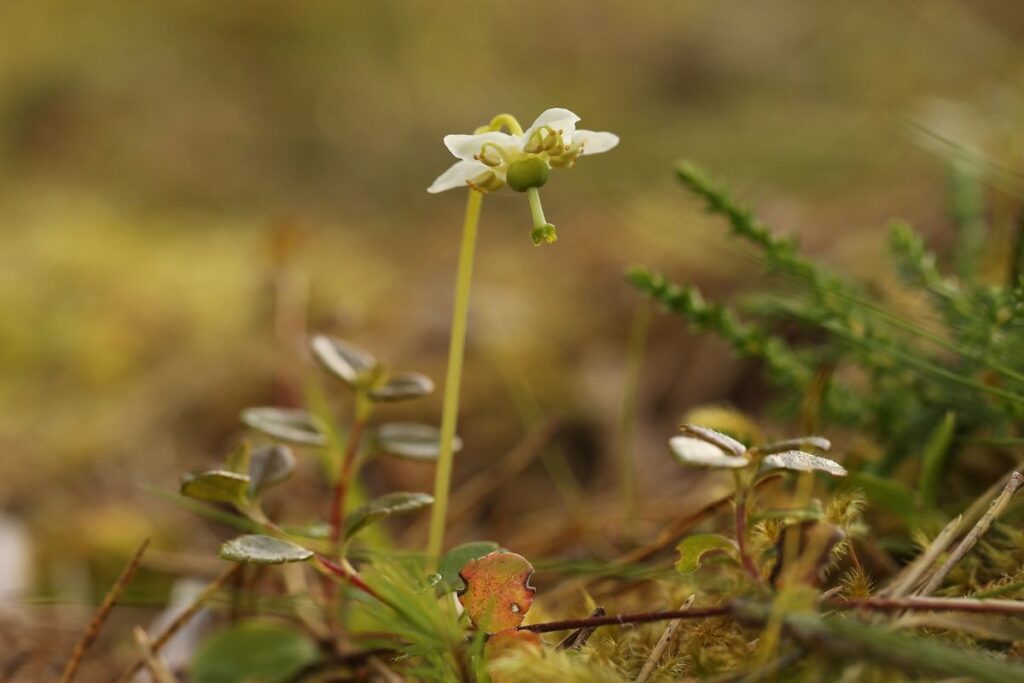 A One-flowered Wintergreen plant is photographed on the forest floor next to other small woodland plants photograph taken by Keilidh-Ewan