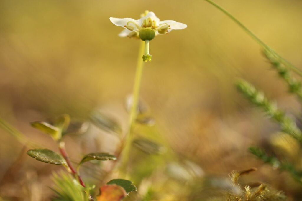 A pretty One-flowered Wintergreen wildflower grows on the forest floor bathed in sunlight. The sun shines through the pretty white petals Keilidh Ewan