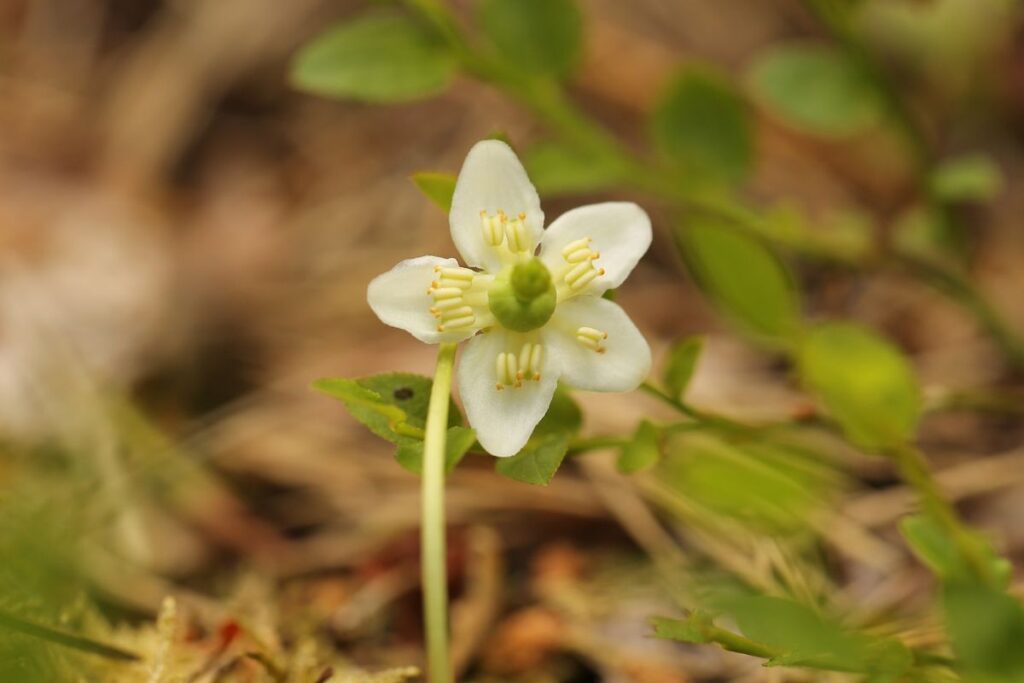 Close up of a delicate One-flowered Wintergreen flower. The five white petals stand out against the forest floor.