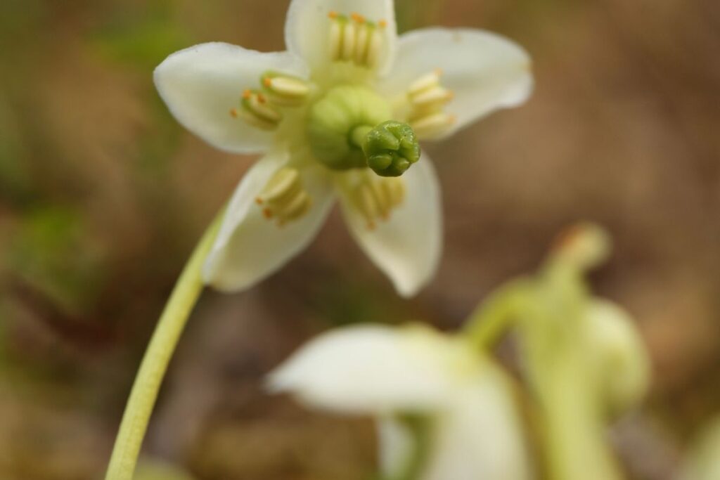 A close-up image of a One-flowered Wintergreen flowerhead. The five white petals can be seen in detail. Taken by Keilidh Ewan