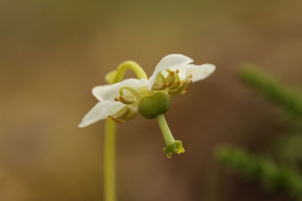 A close up of a One-flowered Wintergreen flower head taken by Keilidh-Ewan
