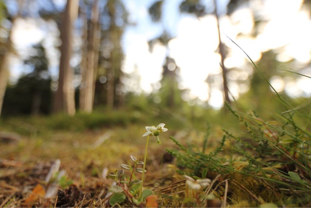 A One-Flowered Wintergreen bloom droops it's head toward the forest floor, photograph taken by Keilidh Ewan