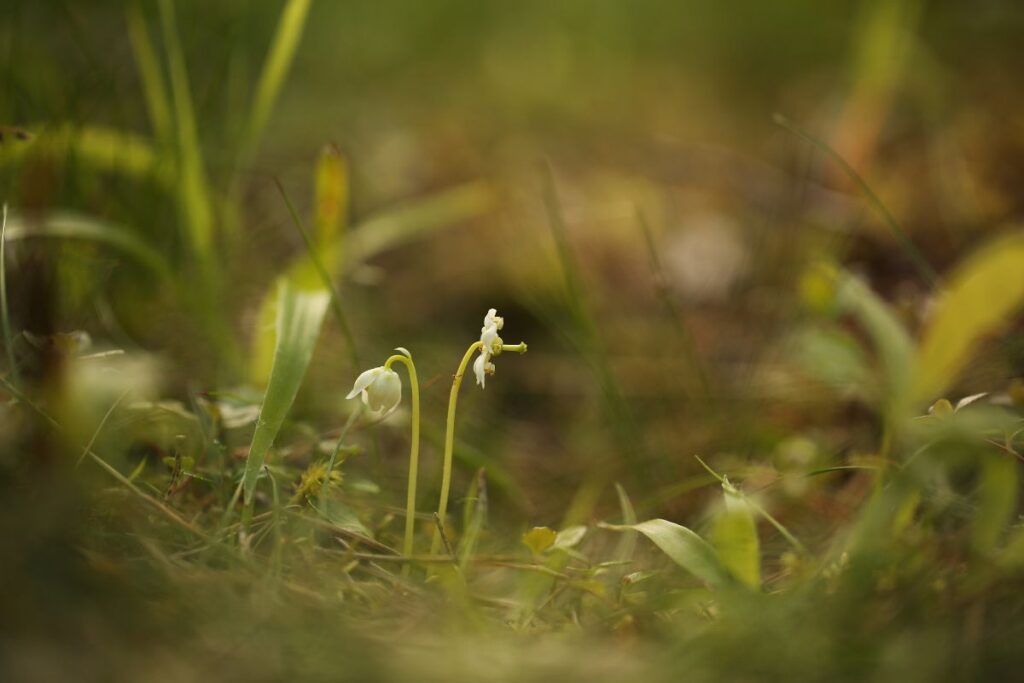 Two delicate One-flowered Wintergreen plants appear on the forest floor. The two pretty white flowers can be seen next to grasses and other small plants.