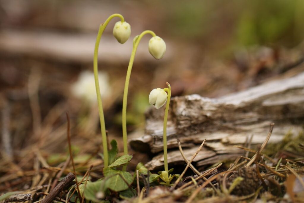 Three One-flowered Wintergreen plants can be seen amongst the fallen leaves on the forest floor. They have not yet bloomed and the individual buds one each plant hang like white bells.