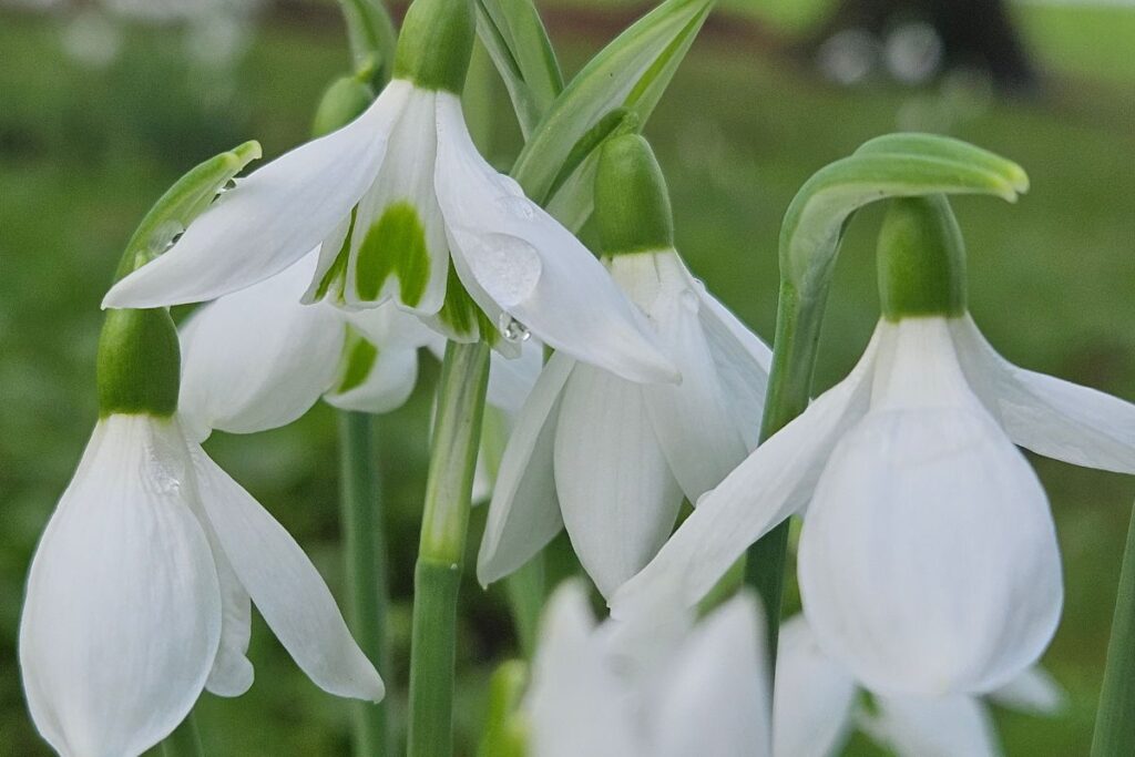 A close up of a few snowdrops. The white flower heads bow with a droplet of water sitting on the main flower. The flowers hard tipped leaves are visible behind the pretty white petals.