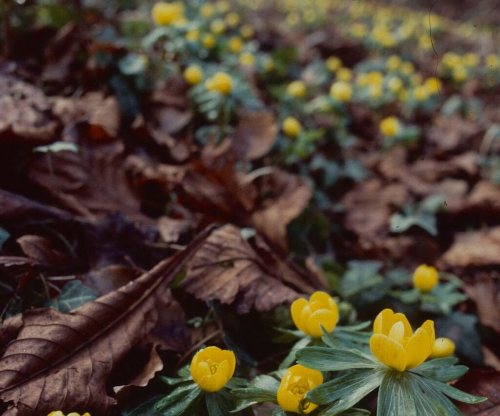 Pretty yellow Winter Aconite flowers site on a woodland floor. The bright yellow blooms stand out again a floor covered in fallen leaves.