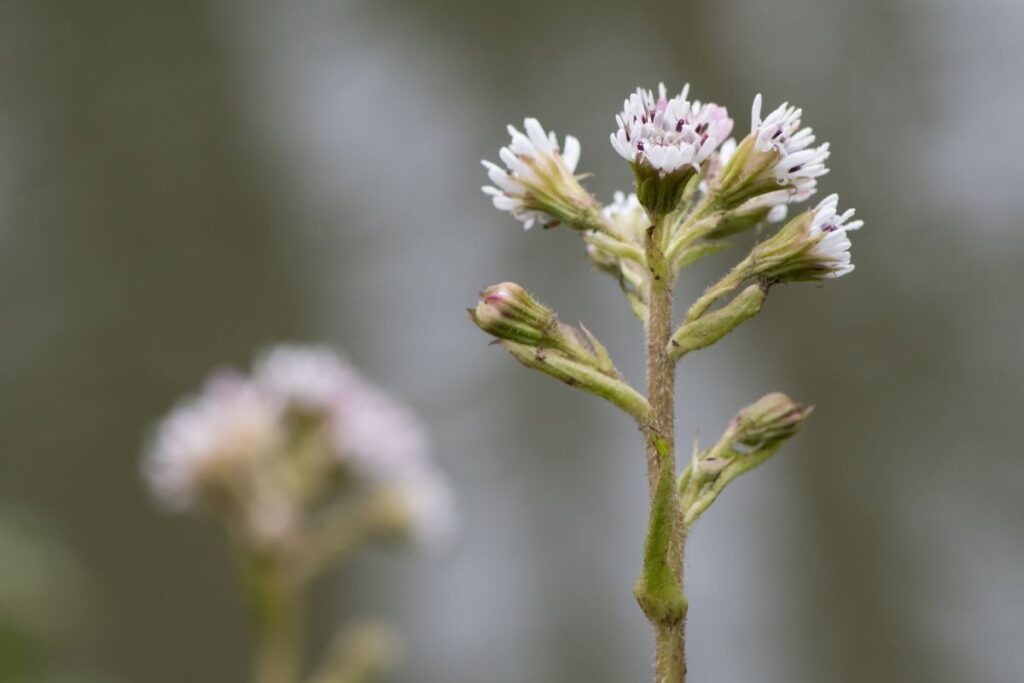 A close-up image of a pink Winter Heliotrope flower with a pale green stem, taken by Ian Redding
