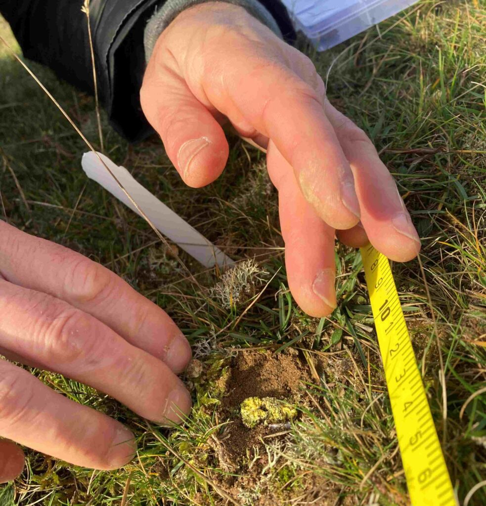 Translocating Scrambled Egg Lichen