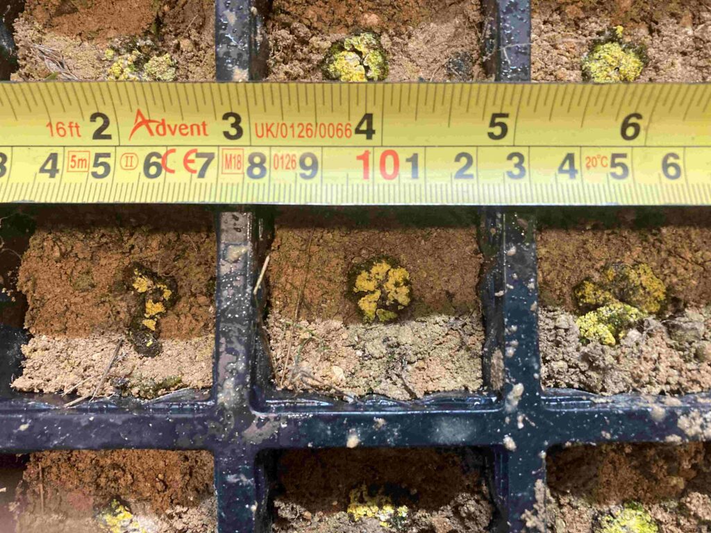 Scrambled Egg Lichen in a seed tray