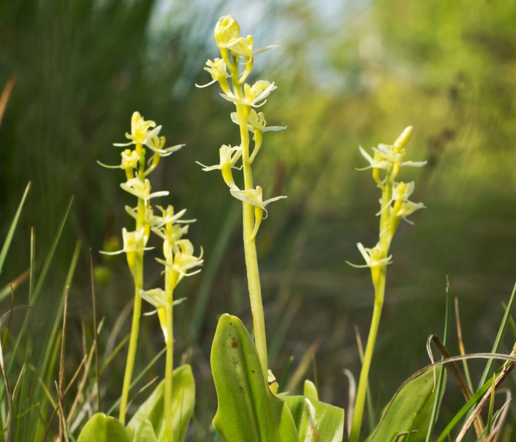 Rare, yellow Fen Orchid wildflowers stand against a green background of grasses