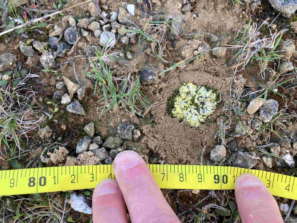Scrambled gg Lichen in the groun