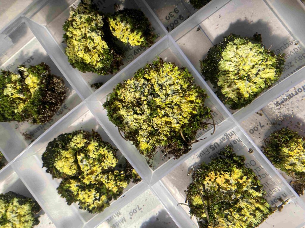 Scrambled Egg Lichen in trays