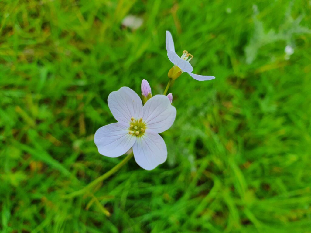 A close up of a Cuckoo Flower. The flower can be seen close to the camera with four pale pink petals. It is growing in grassland and grass can be seen in the background.