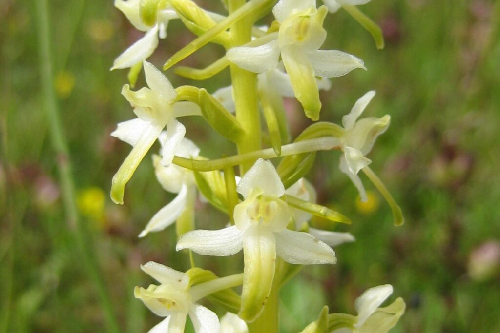 A close up of the unique flowers of the Lesser Butterfly Orchid - they have been likened to angels due their unusual shape.