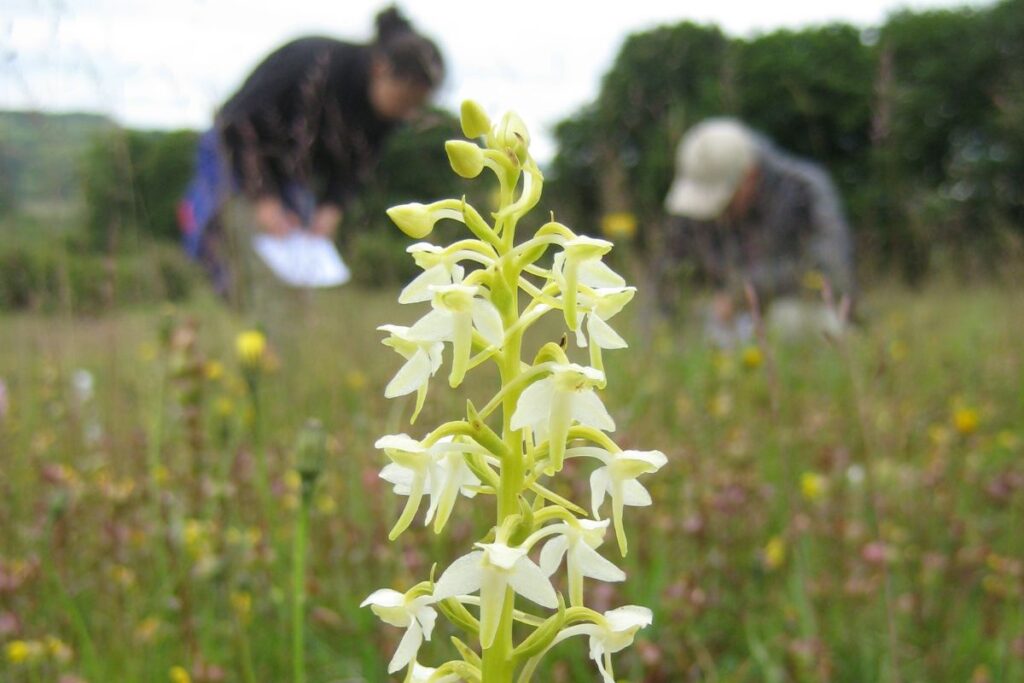 A Lesser Butterfly Orchid is in front of the camera, with it's beautiful white and green flowers. In the background a wildflower meadow can be seen with two people crouching - one is looking closely at the flowers, while the other is taking notes.