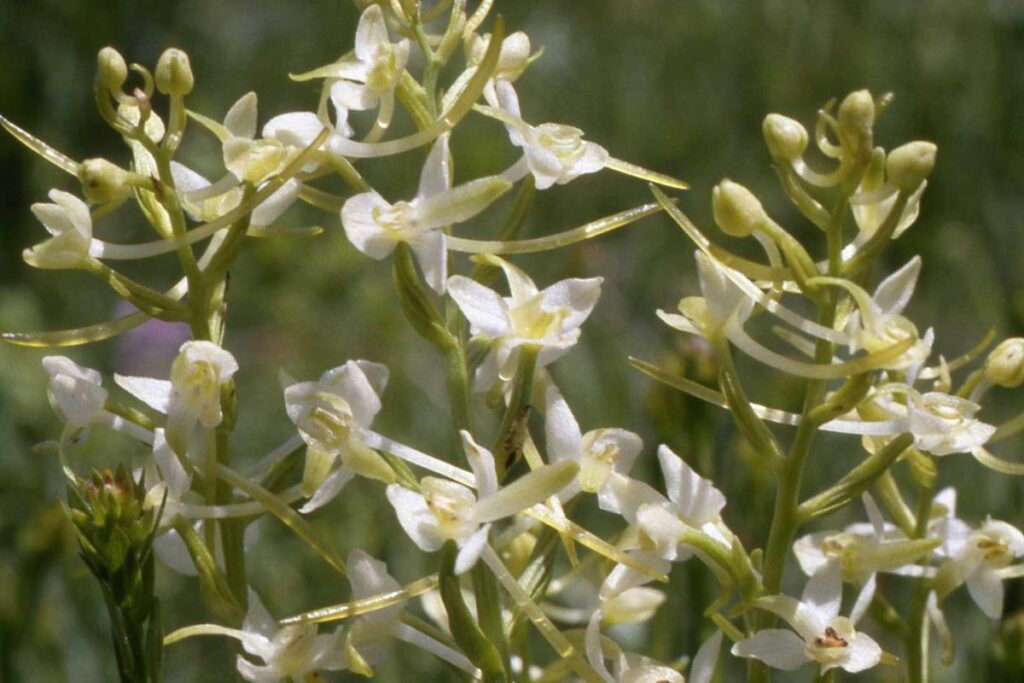 A group of beautiful Lesser Butterfly Orchid flowers. The flowers are an unusual shape and white and green in colour.