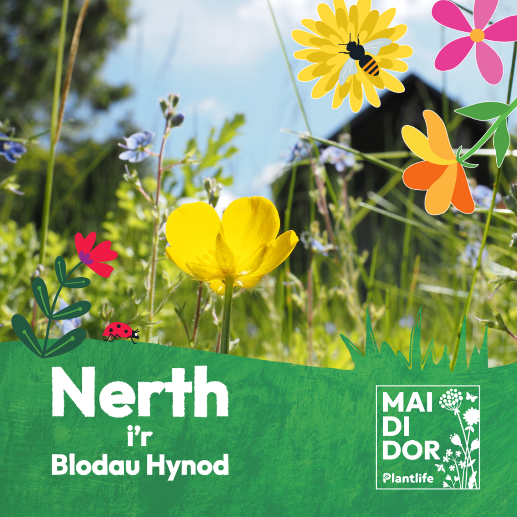 Image shows a pretty garden with bright flowers in the foreground and a building and blue sky in the background. The photo is surrounded by an illustrated frame that says, "Nerth I'r Blodau Hynod".