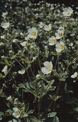 Photograph an array of Rock Cinquefoil growing in the wild. The pretty wildflower is shown here growing in a cluster with lots of white flowers in the foreground and background.