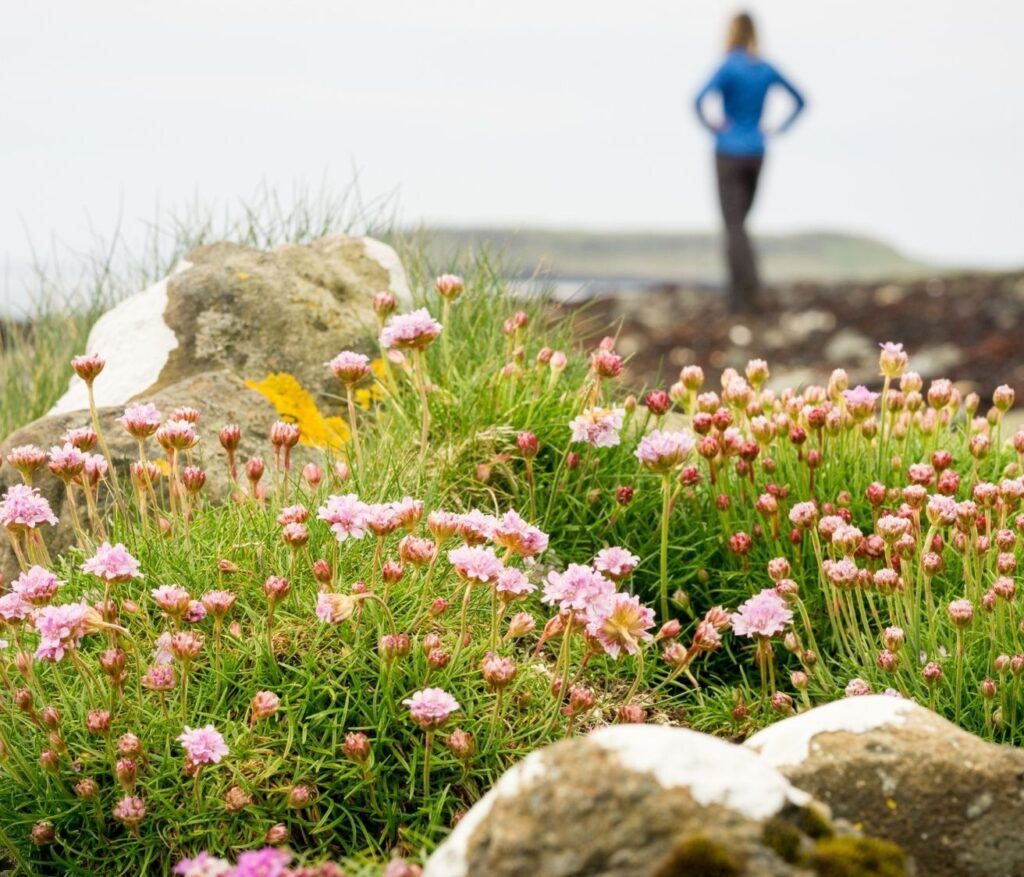 pink flowers in grass among some rocks with lichens on it