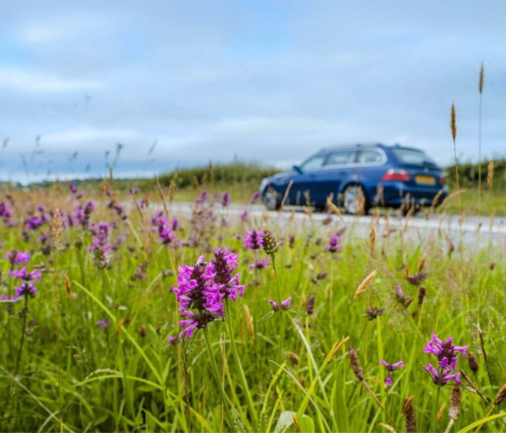 Purple flowers bloom in a road verge. The bright flowers, along with long grasses are in the foreground, while in the background a road can be seen with a blue car driving along it.