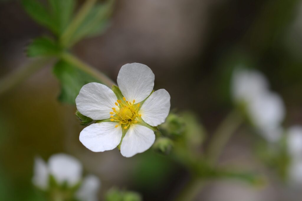 Close up image showing the delicate Rock Cinquefoil with it's five white petals and yellow centre. The flowers stands out against a blurred background with it's stem and leaves partially visible.