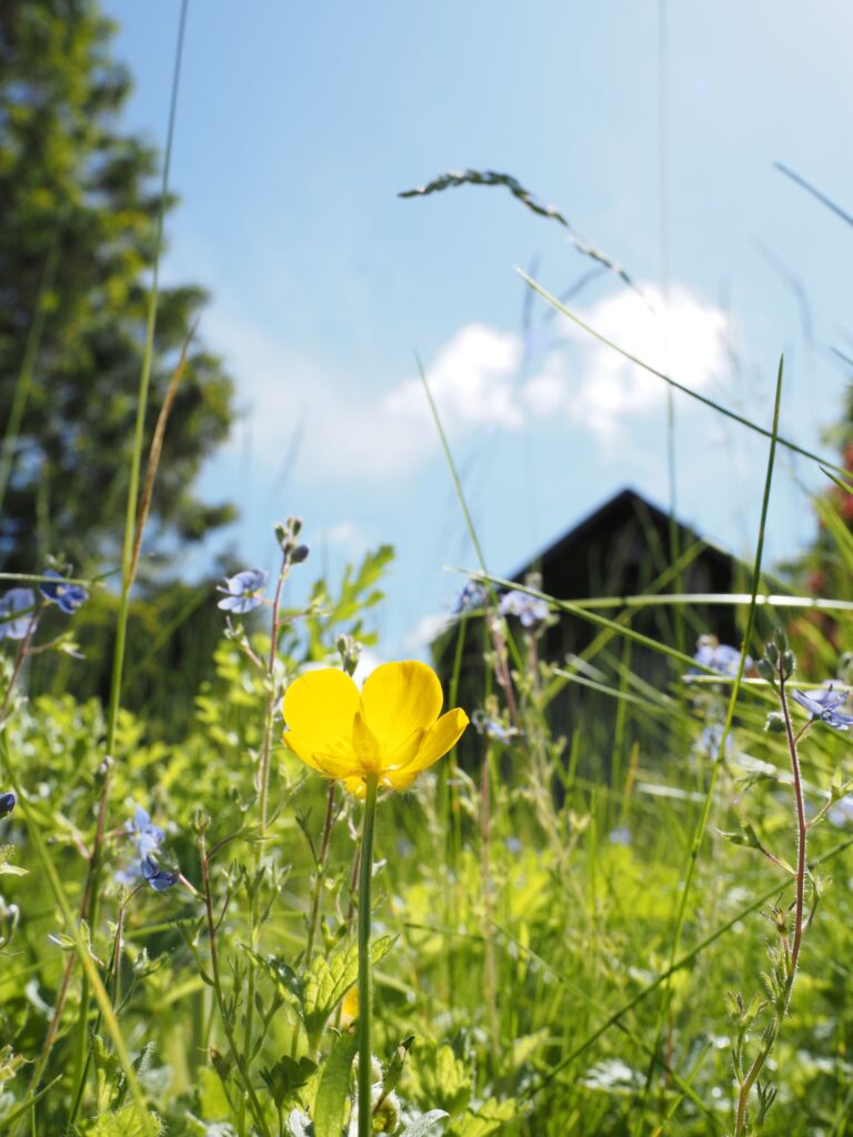 Buttercup in a wild growing garden