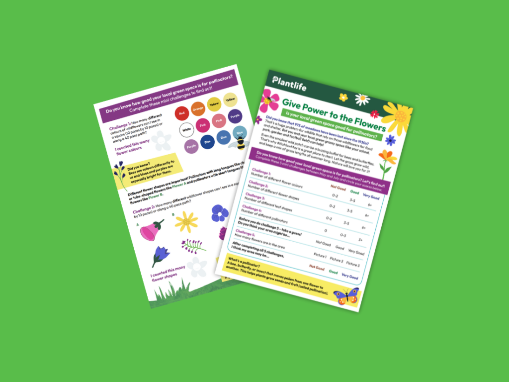Is your green space good for pollinators activity sheet on a green background