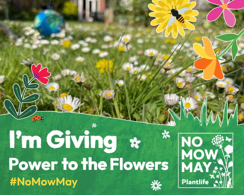 A lawn is bursting to life with wildflowers. A house can be seen in the background. In the foreground a banner reads, 'I'm giving power to the flowers'.