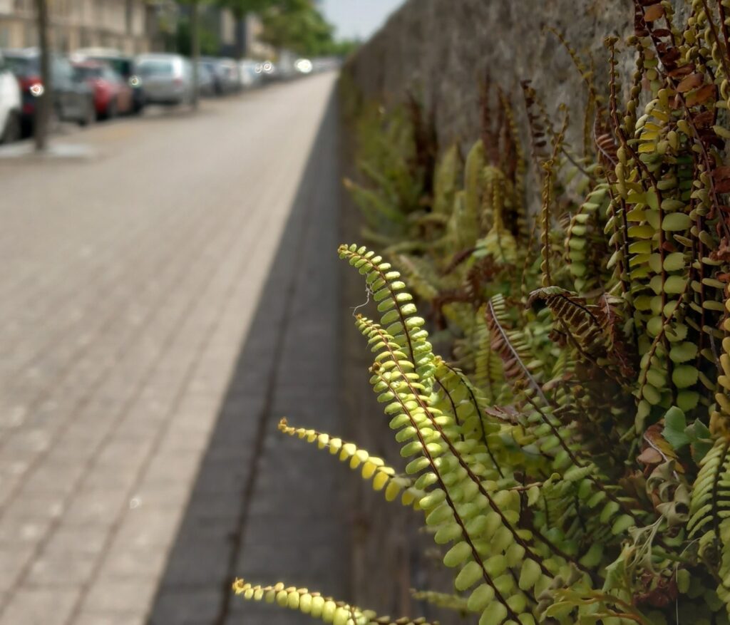 A fern grows out from a wall on a street in an urban environment, you can see the pavement stretching into the distance and houses and parked cars to the side.
